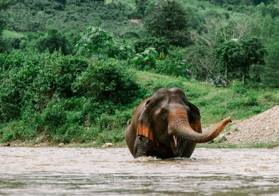 Close-up of elephant in forest