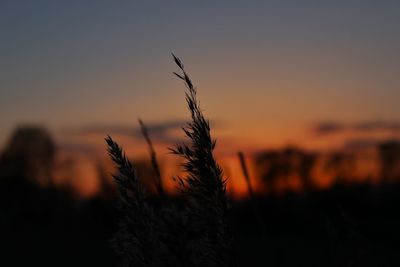 Scenic view of landscape at sunset