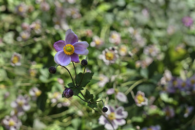 Close-up of flowers blooming outdoors