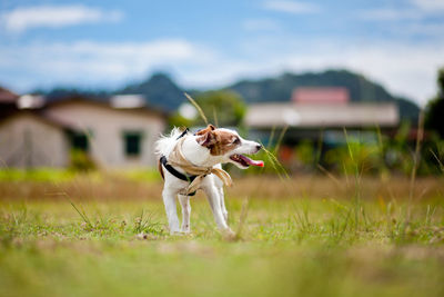 Full length of dog with sticking out tongue standing on field