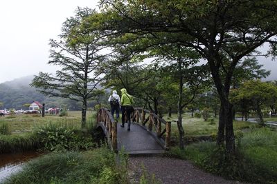 Rear view of people walking on footpath by trees