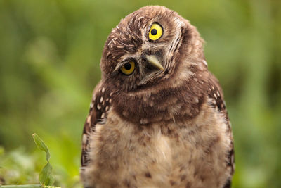 Funny burrowing owl athene cunicularia tilts its head outside its burrow on marco island, florida