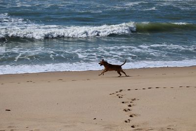 Scenic view of beach