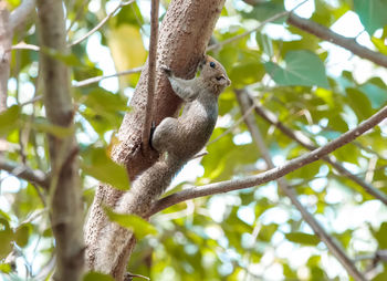 Low angle view of lizard on tree