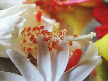 Close-up of flower