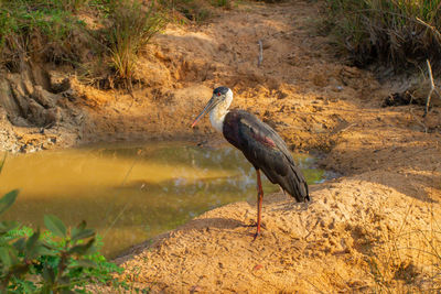 Bird perching on rock by lake