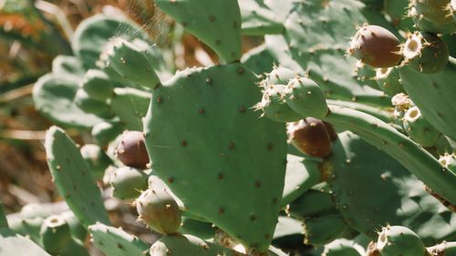 Close-up of plant