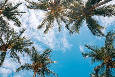 Summer vacation concept, palm and coconut trees and blue sky at tropical beach