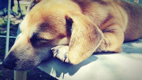 Close-up of dog lying on floor