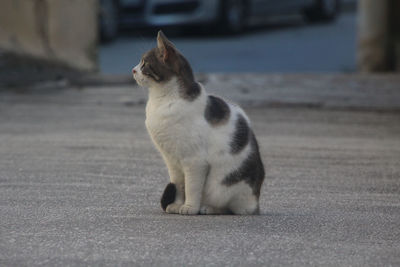 Cat sitting on road