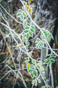 Close-up of fresh green plant