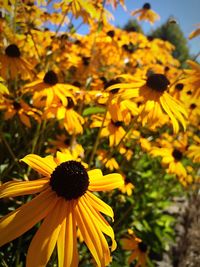 Close-up of sunflower blooming in field