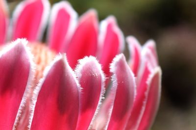 Close-up of pink rose flower