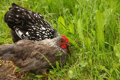 Close-up of a duck on field