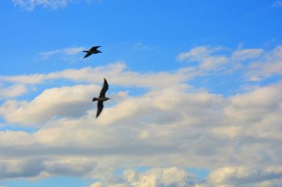 Low angle view of bird flying in sky