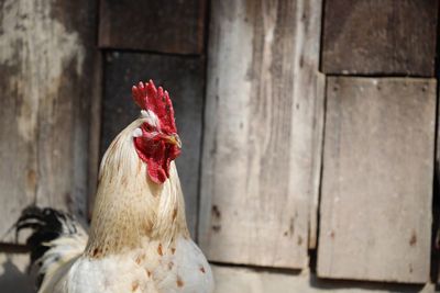 Close-up of rooster on wood