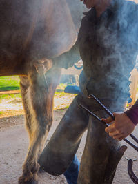 Close-up of horse