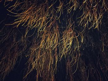 Low angle view of fireworks at night