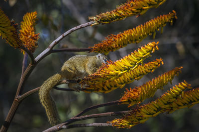 Squirrel on flowering tree
