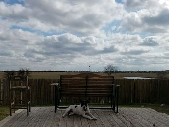 Horse in cage against sky