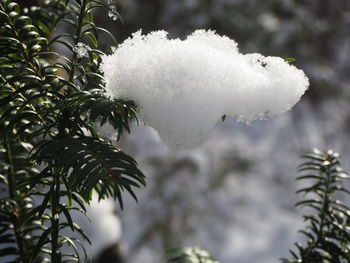 Close-up of frozen plant during winter