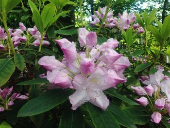 Close-up of pink flowers blooming outdoors