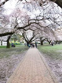 People on cherry blossom tree in city