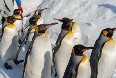 High angle view of penguins on snow