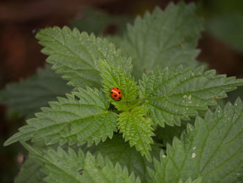 High angle view of ladybug on leaf