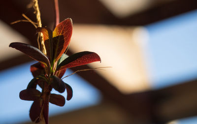 Close-up of flowering plant