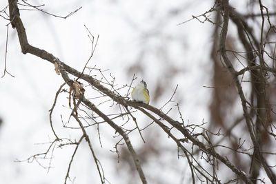 Low angle view of bird perching on bare tree