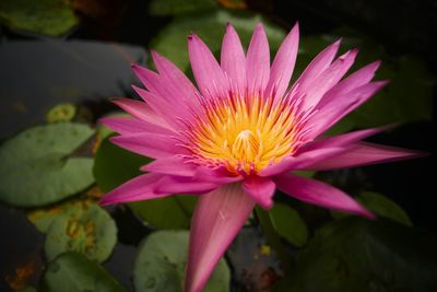 Close-up of pink water lily in pond