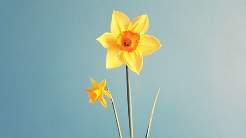 Close-up of yellow flower against blue sky