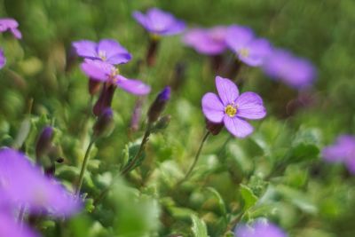 Close-up of purple flowering plants on field