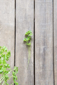 Close-up of plant growing on wooden plank