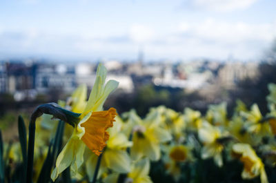 Close-up of yellow flowering plant against sky