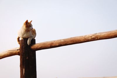 Rear view of a squirrel