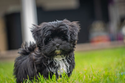 Close-up portrait of puppy