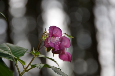 Close-up of honey bee on flower