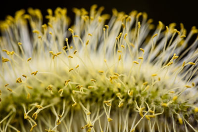 Close-up of yellow flowering plants on field