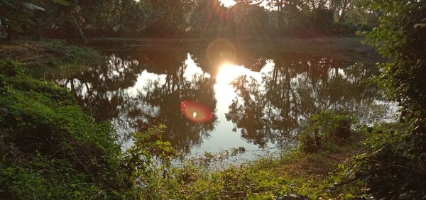 Scenic view of lake in forest