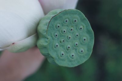 Close-up of a flower