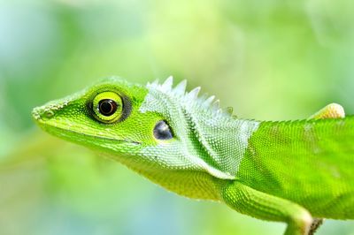 Close-up of green lizard