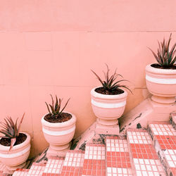 Plants on pink concept. aloe on pink background wall. minimal plant art