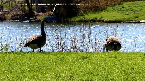 Bird on field by lake