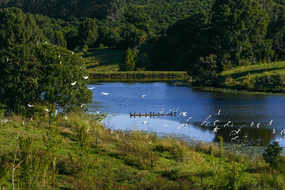 Scenic view of lake in forest against sky