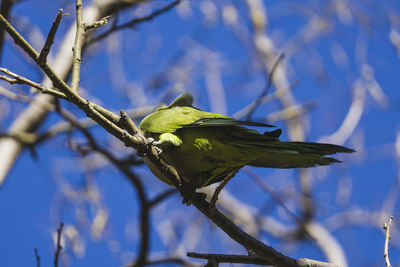 Low angle view of bird perching on branch