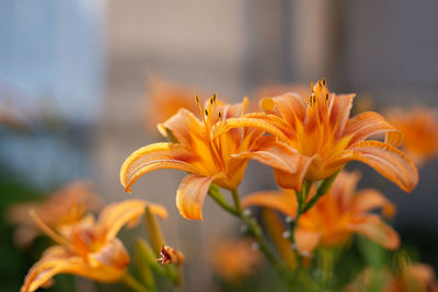 Close-up of orange day lily