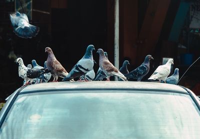 Close-up of birds perching on car roof