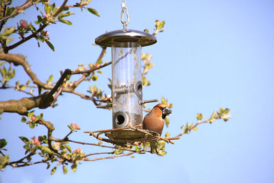 Low angle view of bird perching on branch against sky